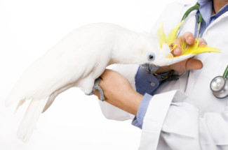 avian vet tech