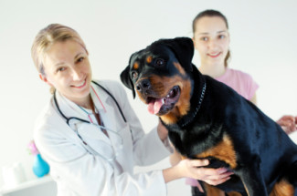 vet tech training