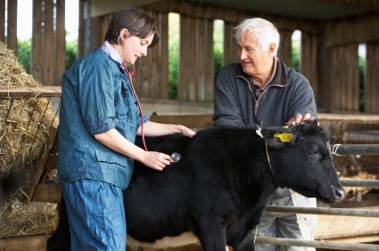 All about the vet tech specialty in internal medicine.