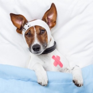 pet waiting for a vet tech