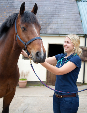 equine vet tech