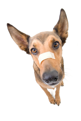 And Injured Belgian Malinois