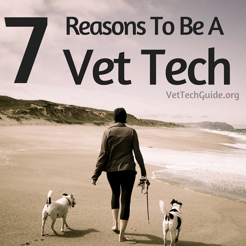 7 reasons to be vet tech