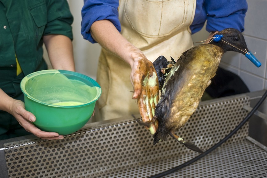 vet tech volunteer in oil spill
