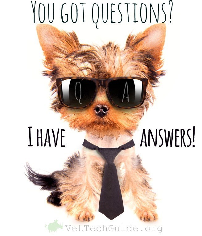 vet tech q and a