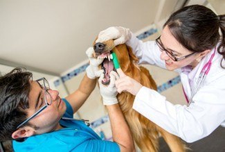 teeth cleaning for dogs