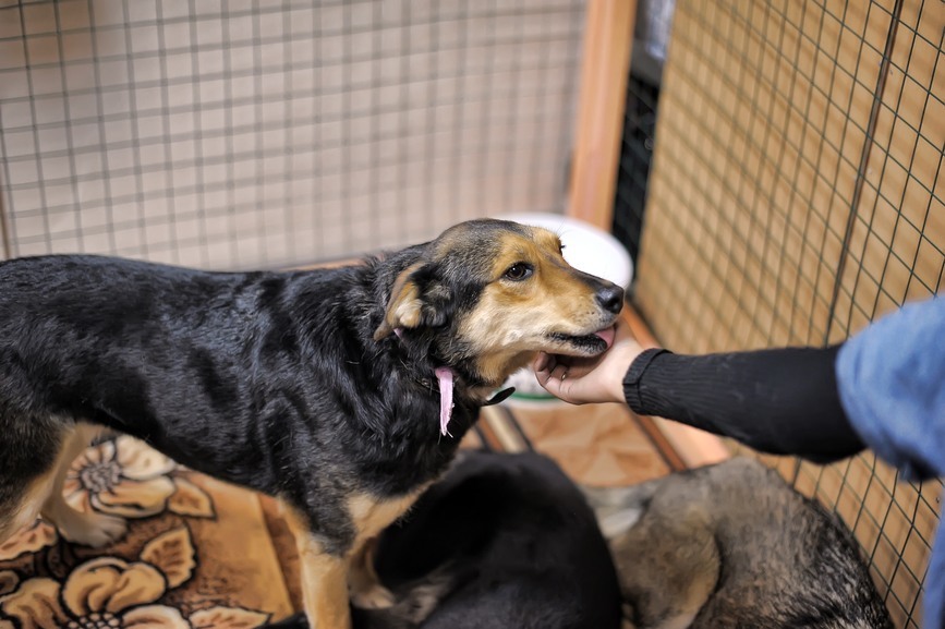 volunteer in a kennel